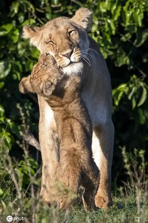 动物情侣拥抱秀恩爱图片动物恩爱图片唯美照片