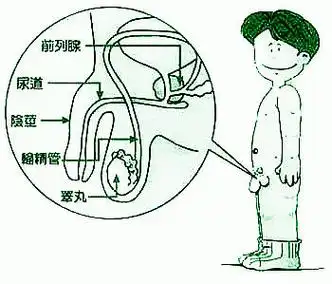 男人壮阳按摩3招