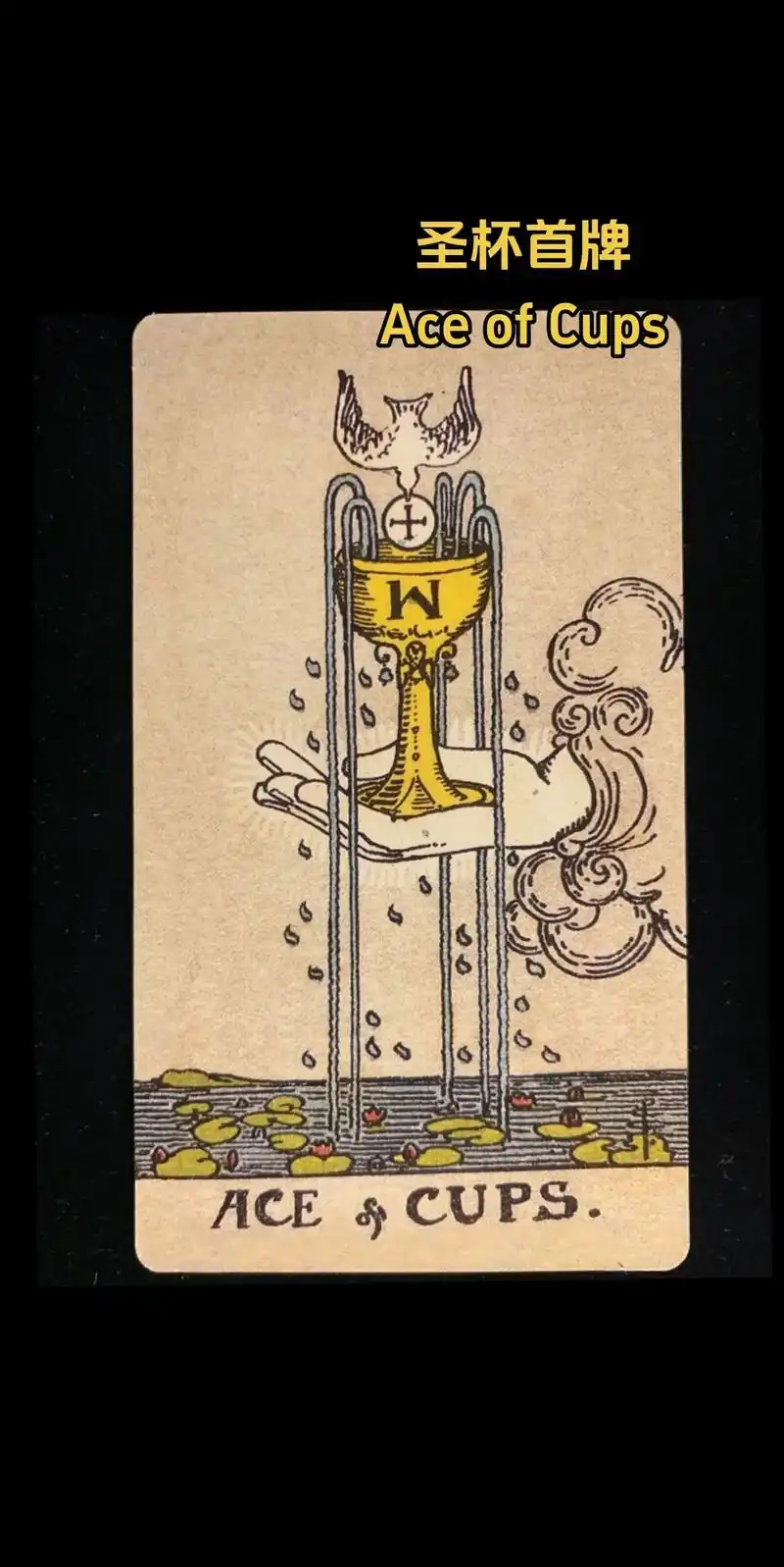 每日一张塔罗牌.圣杯首牌-满溢的爱跟情感.圣杯代表着"爱"