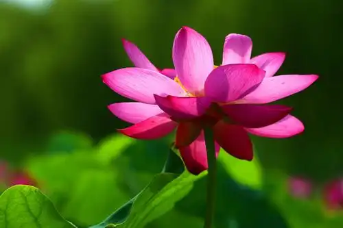 绣江荷花别样红