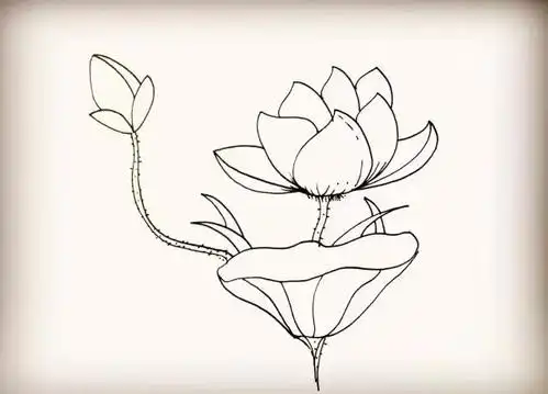 【推荐】初学者素描画步骤图|免费素描全套教程视频教程下载!