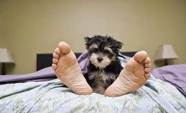 狗狗的睡觉地点,暴露了主人在它心中的"信任程度"!