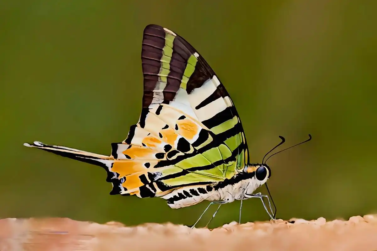 每天认识一种动物——绿凤蝶 绿凤蝶别名五纹绿凤蝶,原产于亚洲南部