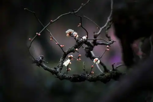 稀有品种∽龙游梅武汉梅园的品种繁多,龙游梅是东湖梅园中的梅花珍品