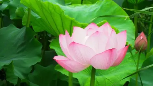 简单护眼的美景素材_风景壁纸