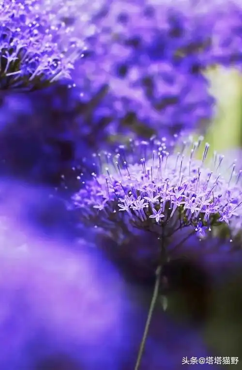 分享图片——淡紫色高清唯美花朵_网易订阅