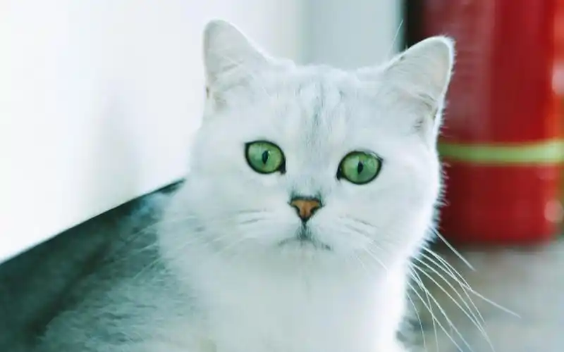 猫咪,可爱美女,猫咪,可爱,萌宠,迷人,电脑壁纸,壁纸可爱猫咪