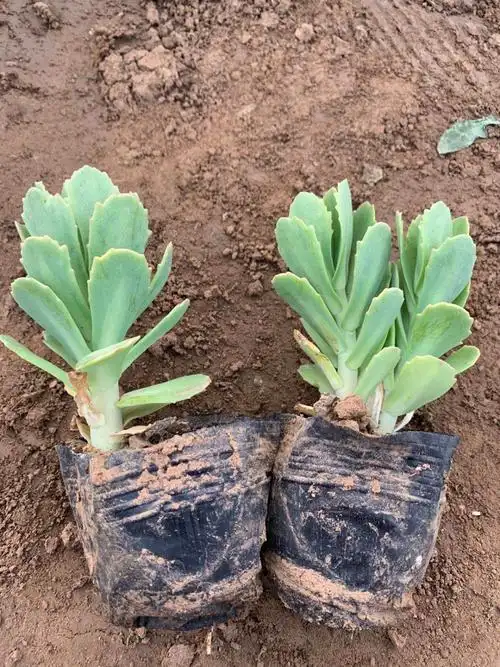 八宝景天草山东农户大量供应八宝景天三七景天