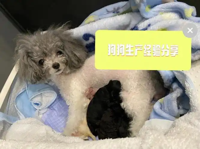 狗狗_孕期_怀孕_补钙_b超_泰迪怎么样_狗狗怀孕_宠物_狗_养狗经验