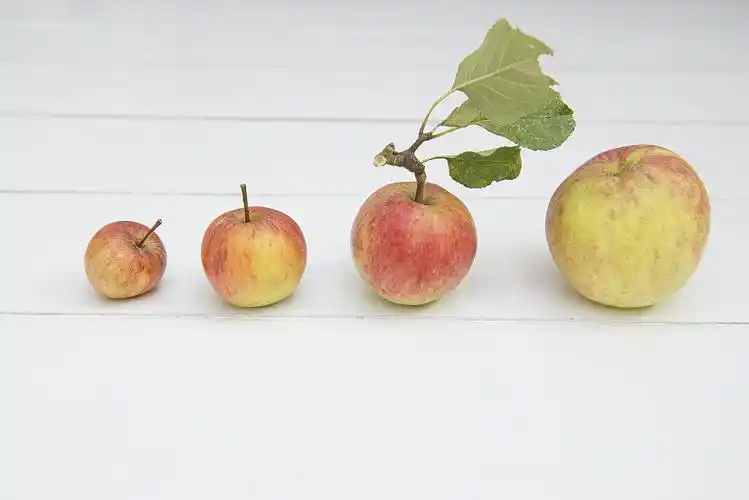苹果从小到大图片