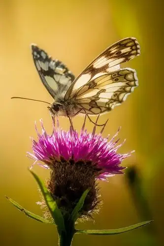 粉红色的花,蝴蝶,逆光