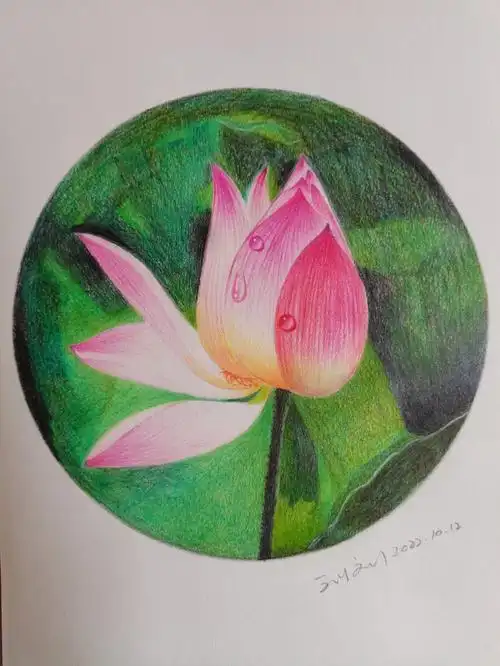 彩铅画荷花