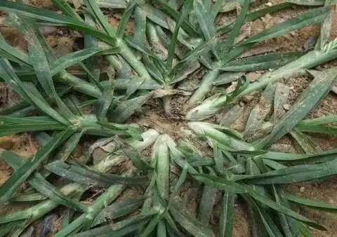 牛筋草遍地可找, 用它治病少有知晓