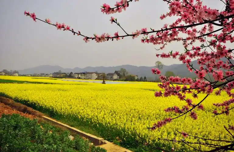 春景,春花,春拍