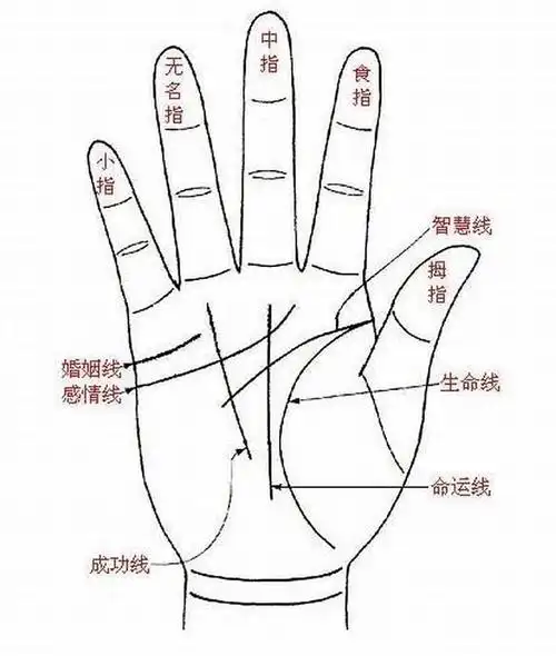 提起手相中的婚姻线怎么看,大家都知道,有人问如何看手相的离婚线
