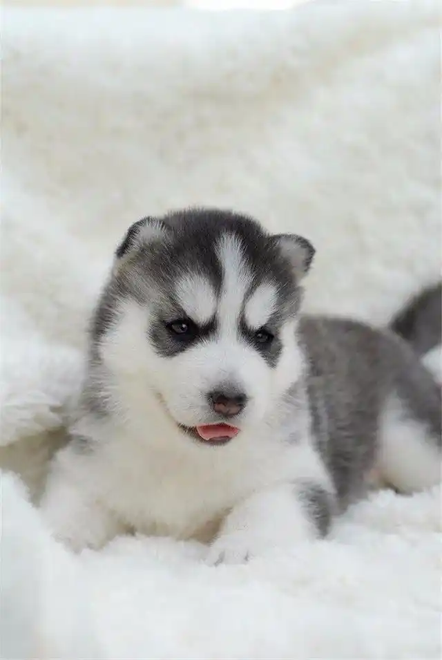 可爱萌的小哈士奇卖萌,你喜欢吗?