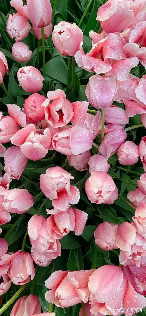 手机壁纸总要站在自己所爱的世界闪闪发光