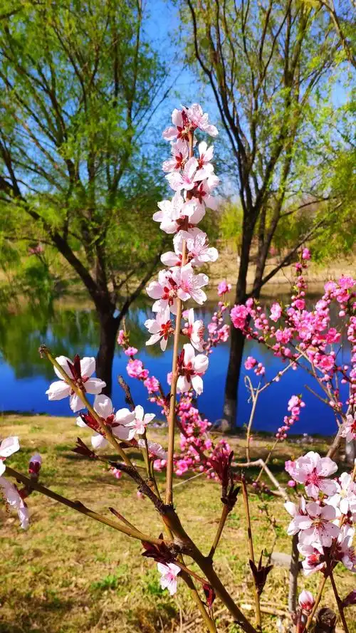 又是一年春暖花开时