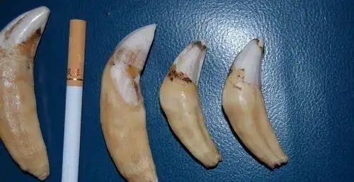 虎牙怎么分辨真假你需要学习了