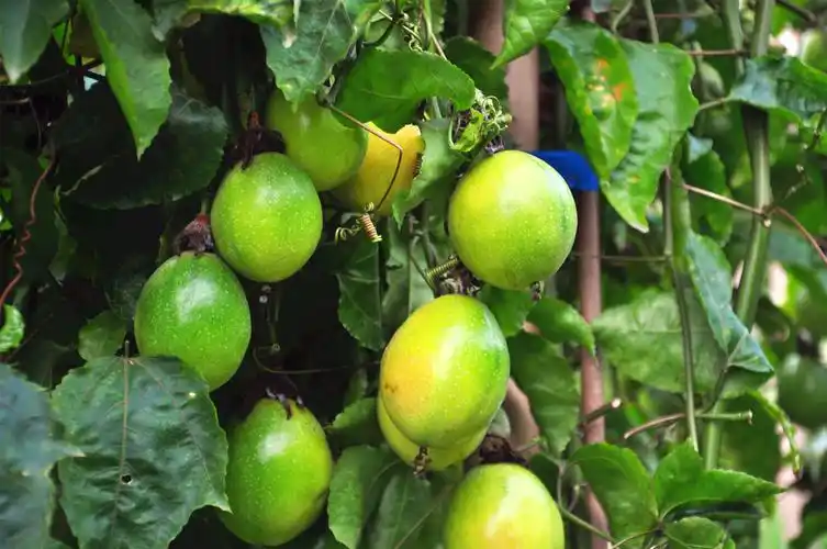 佛冈汤塘有一百多亩爱情果气味芳香已成为游客观光采摘点