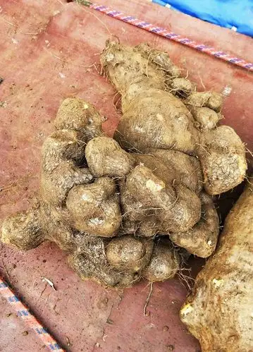 野生山药10元1斤