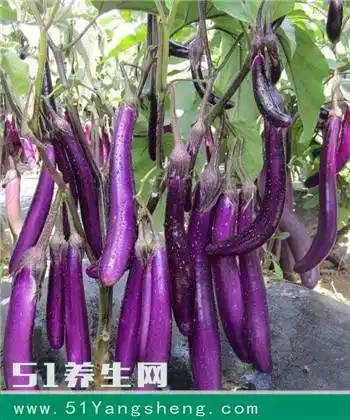 刚摘下来的蔬菜新鲜的诱人,航茄8号是典型的长茄子品种,它之所以产量