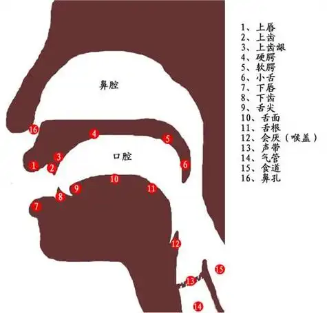 应给予他们唱歌技巧的训练,训练的内容包括:唱歌的姿势,呼吸,发声和