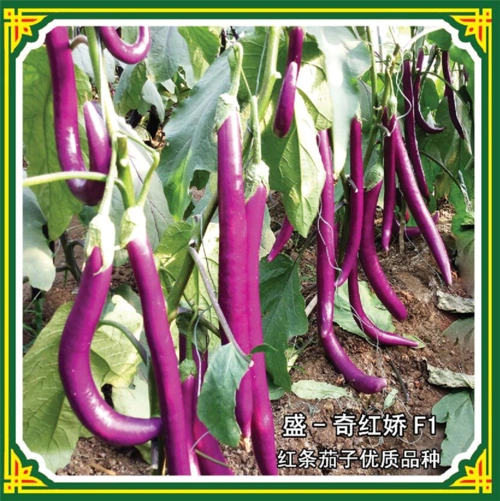 盛-奇红娇条形茄子优质品种