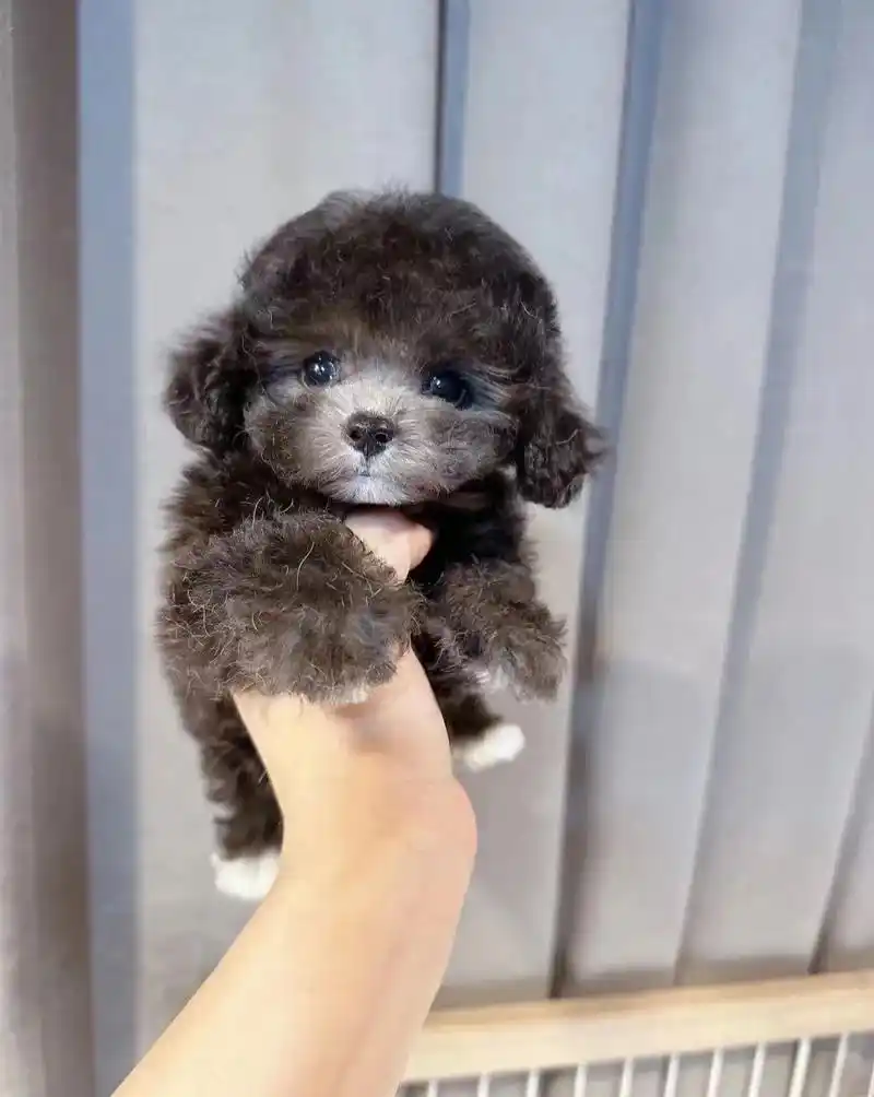 灰泰迪幼犬找新家 低价 急出|杭州.|纯种灰泰迪幼犬找新家, - 抖音