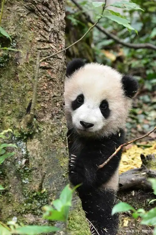 中国国宝熊猫的小知识