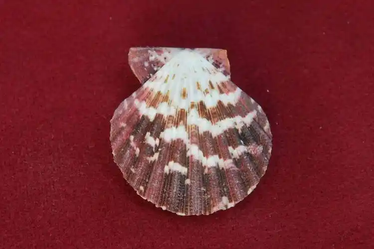 小贝壳大世界珍稀贝壳线上微展览