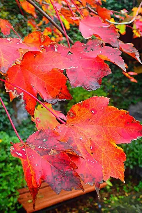 枫叶图片_全景网