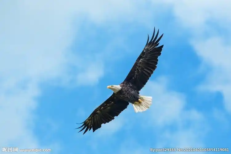 jpg颜色:rgb40共享分举报收藏立即下载关 键 词:天空 蓝天白云 雄鹰
