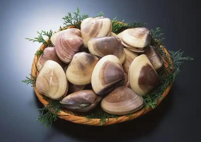 海鲜贝壳图片第7张