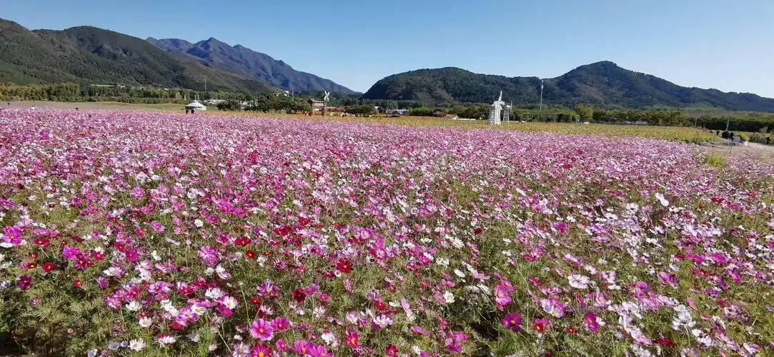 2020-10-16怀柔圣泉花海