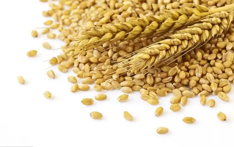 帝甲精酿:精酿啤酒中进口大麦芽你了解多少?