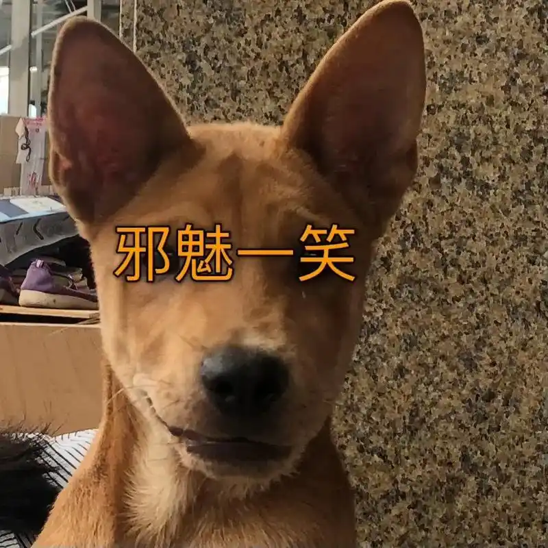 狗狗 #表情包 - 抖音