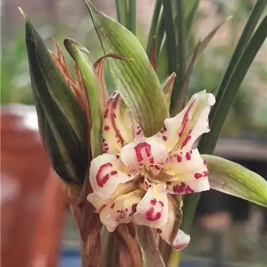 盛世牡丹(带花苞) - 中国兰花交易网