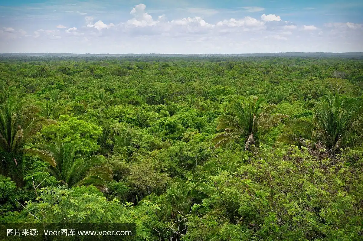 中美洲的热带雨林