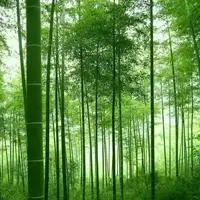 竹枝杆挺拔亭亭玉立的竹林头像图片大全淡竹叶太美丽了