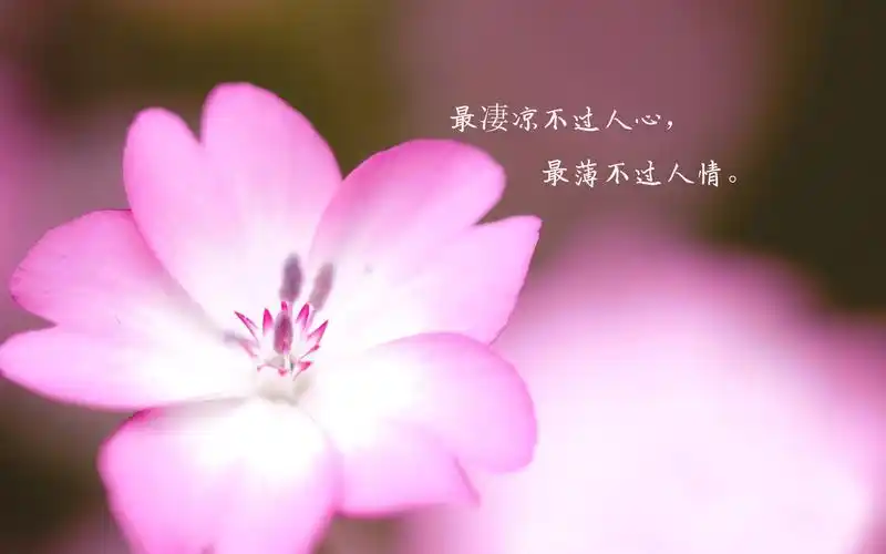 人心凉薄,冷暖自知说说配图