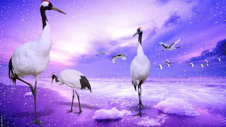 丹顶鹤的天堂 壁纸 - 2560x1440