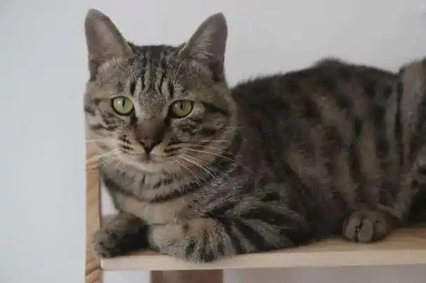 宠物猫可以和以前田园猫一样养吗(养宠物猫和田园猫的五大区别)(4)