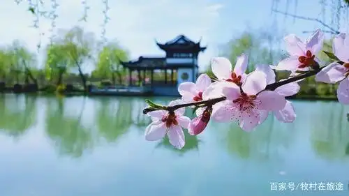 烟花三月下扬州,静待花开,诗画游瘦西湖