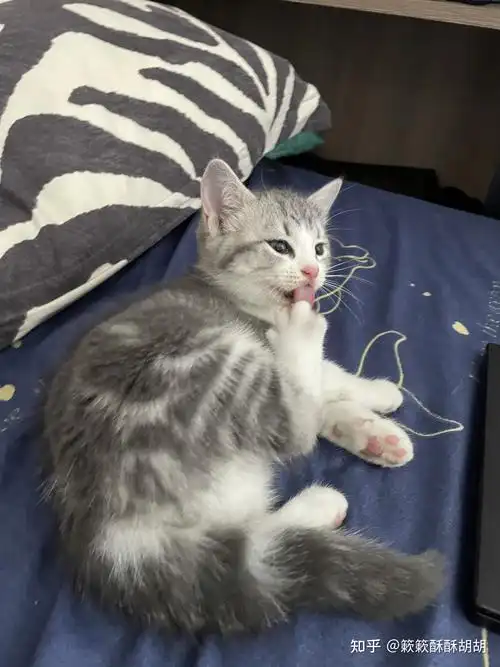 布偶串美短孩子长大啥样呢