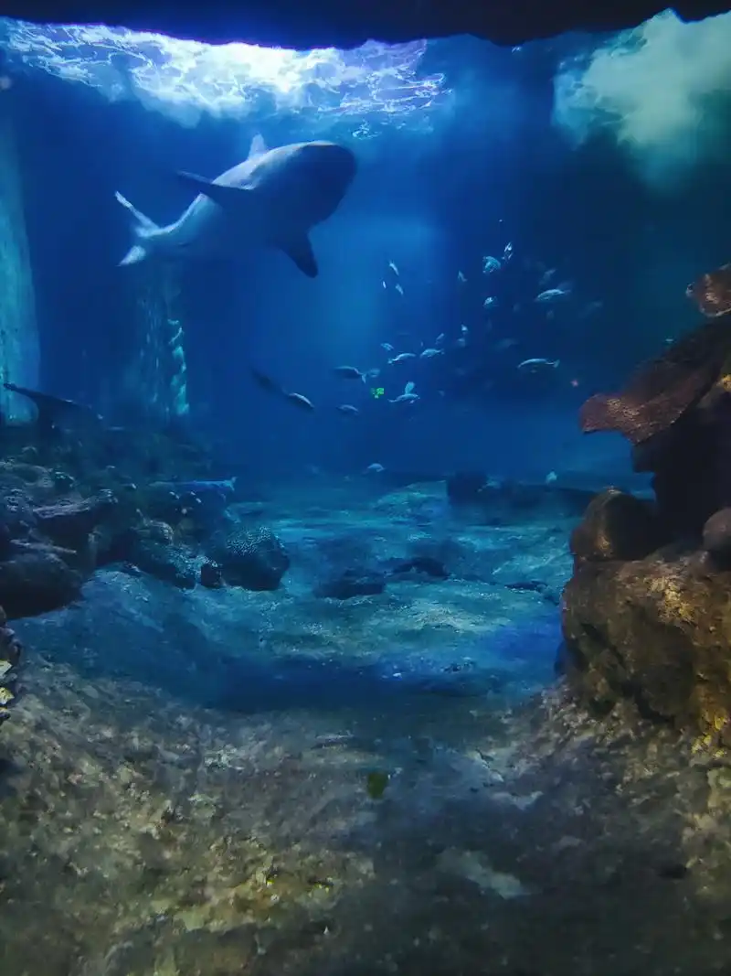 鲨鱼海洋系列,可当壁纸厦门海底世界于1998年1月对外开放 - 抖音
