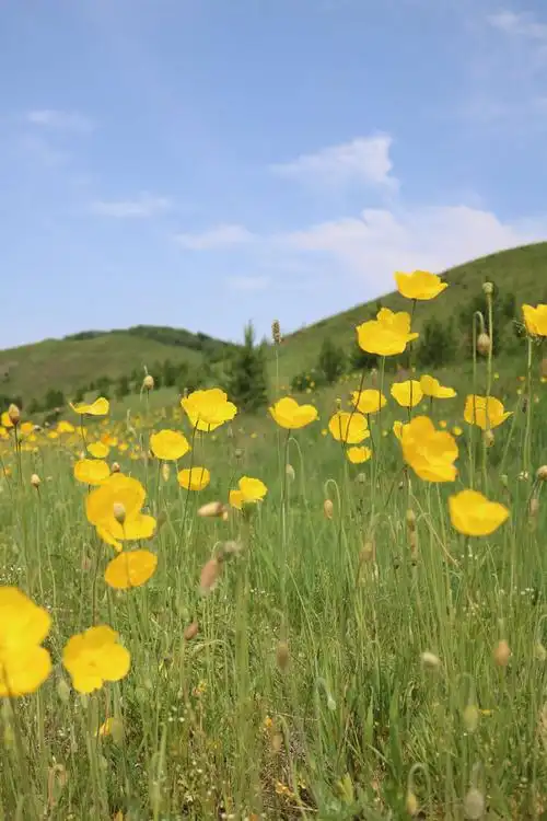 乌兰布统大草原一路蓝天白云