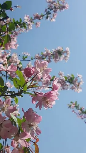 各种花卉(2020年)