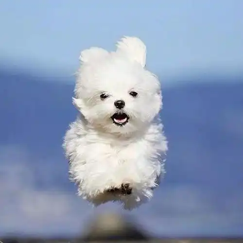 带着快乐向你飞奔而来!这是什么可爱小天使!返回搜狐,查看更多