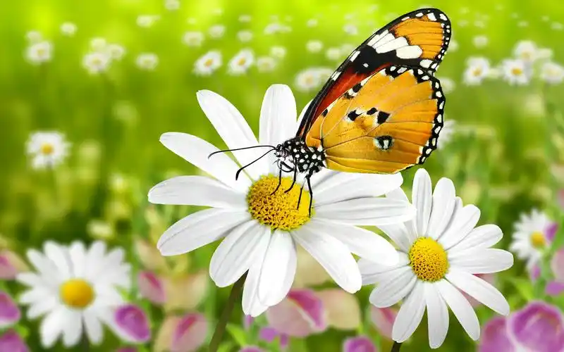 花朵与蝴蝶高清桌面壁纸